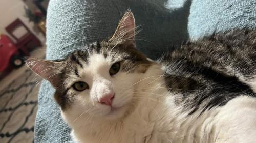 Lost Male Cat last seen South Knoxville, Knoxville, TN 37920