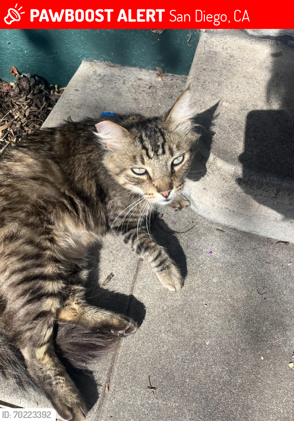Lost Male Cat last seen Hamilton and Meade, San Diego, CA 92116