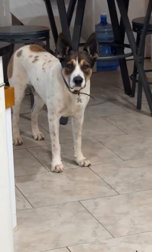 Lost Male Dog last seen Todd Road, Midland, TX 79705