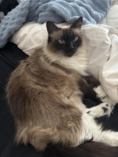 Lost Female Cat last seen Next to Raleigh hse and Aspire apmt compelxes, McKinney, TX 75070