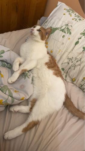 Lost Male Cat last seen Marr Lodge and Newtonmore Place, Bristow, VA 20136