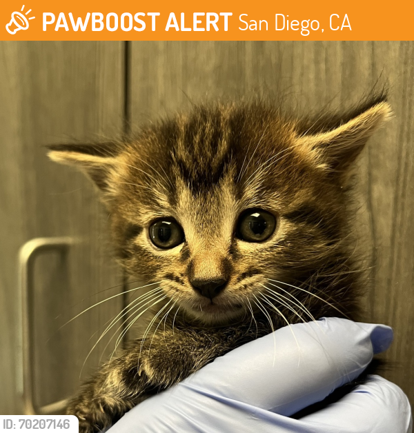 Shelter Stray Female Cat last seen Near E Harbor Drive, San Diego, CA, 92113, San Diego, CA 92110