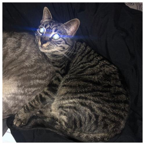 Lost Female Cat last seen North and oxford, Coopersburg, PA 18036