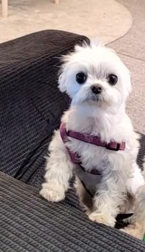 Lost Female Dog last seen Magellan st san jose CA 95116, San Jose, CA 95116