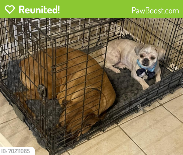 Reunited Female Dog last seen O’day , Pearland, TX 77581
