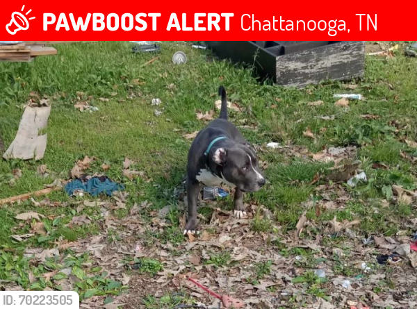 Lost Male Dog last seen Old ooltewah pike ooltewah Tennessee, Chattanooga, TN 37363