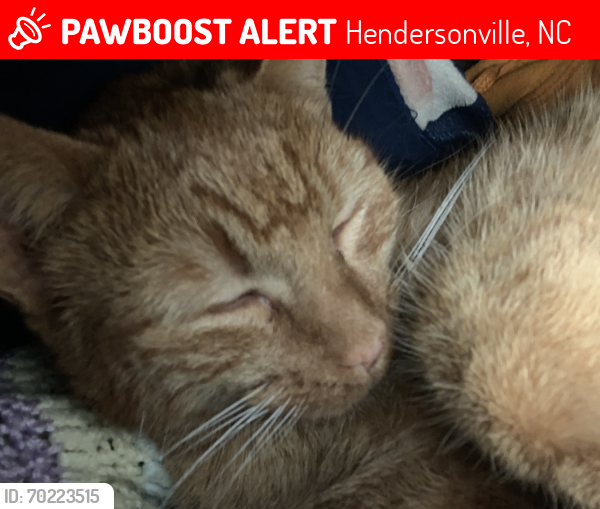 Lost Male Cat last seen Advance auto on Asheville hwy , Hendersonville, NC 28791
