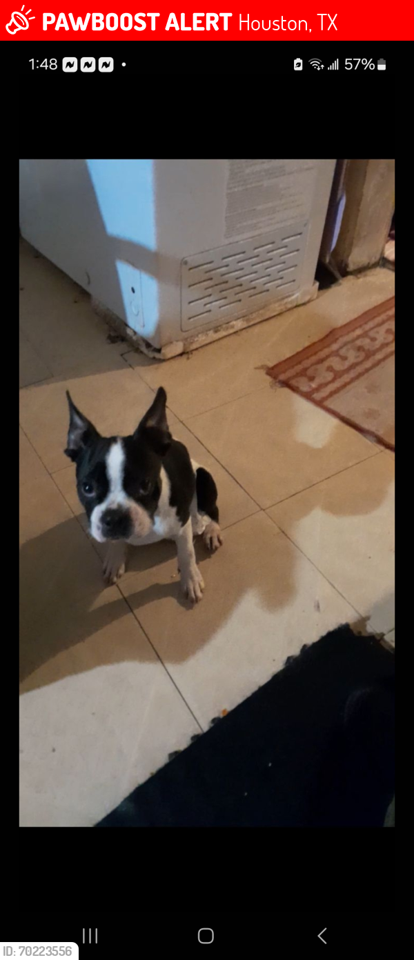 Lost Female Dog last seen Nearest 75th and Pineview triangle 77012, Houston, TX 77012