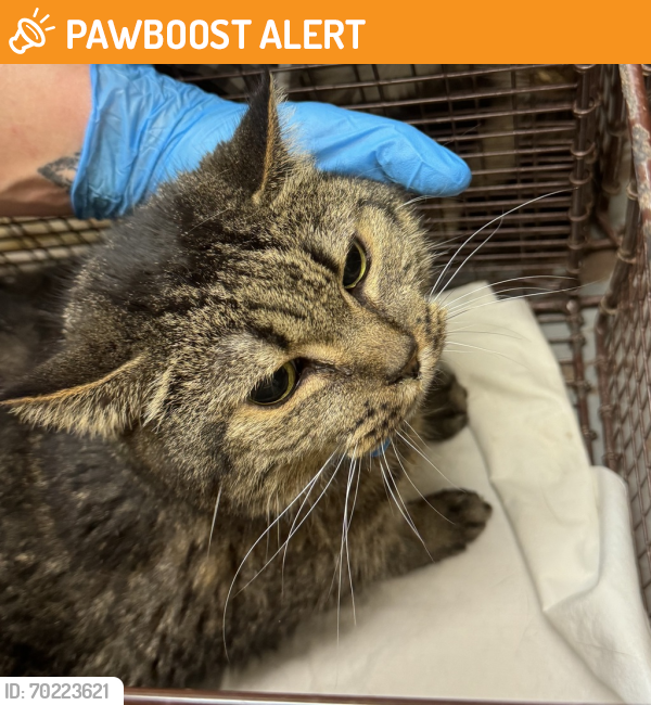 Shelter Stray Female Cat last seen Near W Dell Drive, SPOKANE, WA, 99208, Spokane, WA 99212