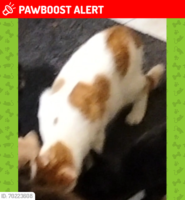 Lost Male Cat last seen Near Sandford Ct Meadow Heights VIC 3048 Australia, Meadow Heights, VIC 3048