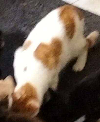Lost Male Cat last seen Near Sandford Ct Meadow Heights VIC 3048 Australia, Meadow Heights, VIC 3048