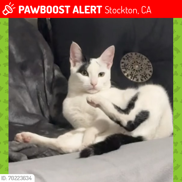 Lost Male Cat last seen Near Benedino CIR Stockton ca 95206, Stockton, CA 95206