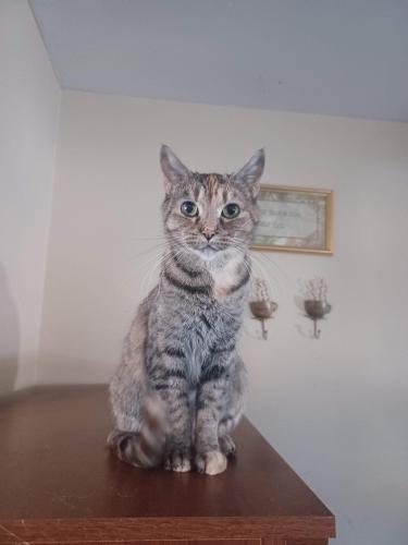 Lost Female Cat last seen Antioch Rd and W 55th St by Antioch Church, Mission, KS 66202