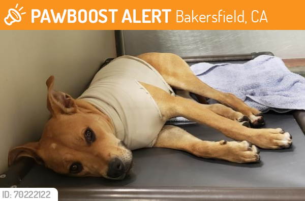 Shelter Stray Female Dog last seen Near BLOCK VICTOR ST, BAKERSFIELD CA 93308, Bakersfield, CA 93308