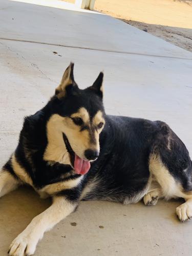 Lost Female Dog last seen Trumble RD and Rouse RD, Romoland, CA 92585