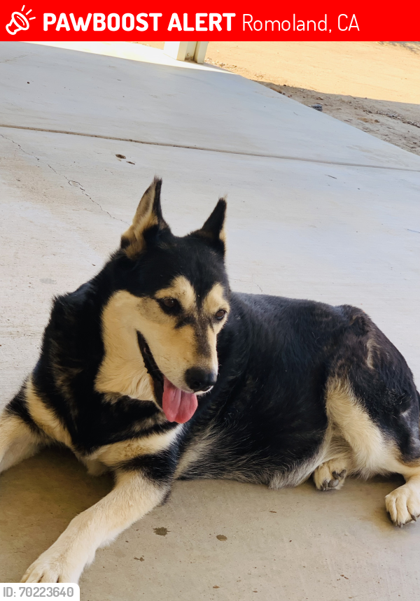 Lost Female Dog last seen Trumble RD and Rouse RD, Romoland, CA 92585