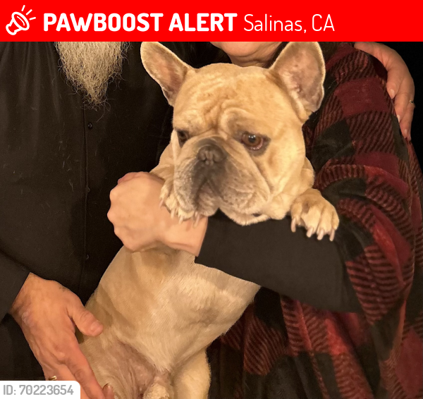 Lost Male Dog last seen University and Archer St, Salinas, CA 93901