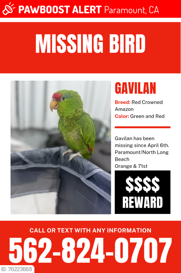 Lost Male Bird last seen Fwy 91, Paramount, CA 90723