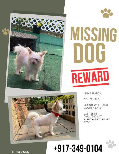 Lost Female Dog last seen Bleecker st Jersey City , Jersey City, NJ 07307