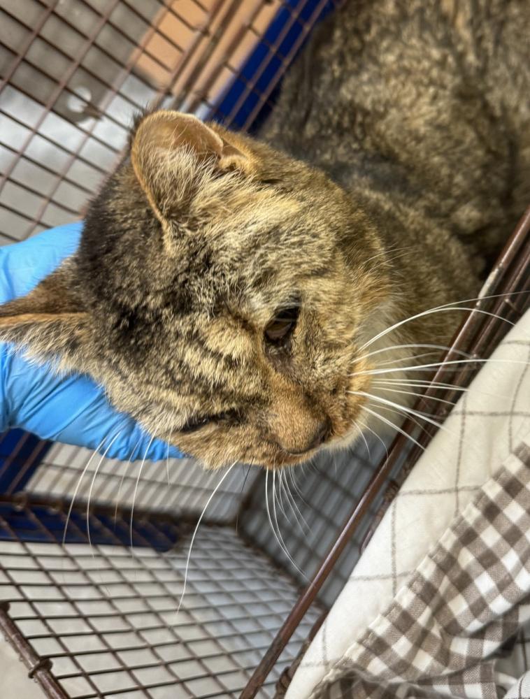 Shelter Stray Female Cat last seen Near W Dell Drive, SPOKANE, WA, 99208, Spokane, WA 99212