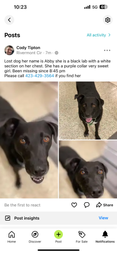 Lost Female Dog last seen In the front yard of my , Kingsport, TN 37660
