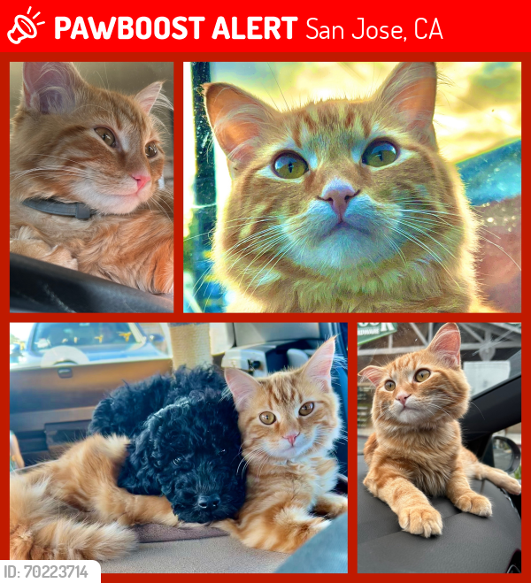 Lost Male Cat last seen Bascom/Naglee, Saratoga, CA 95070