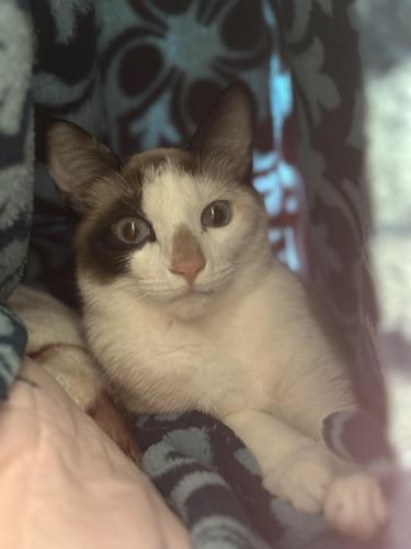 Lost Female Cat last seen Vernon ave, Omaha, NE 68111