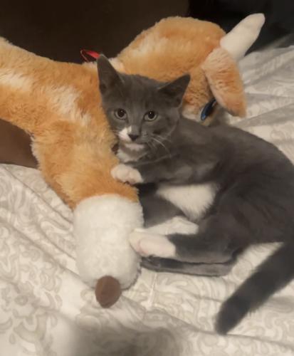 Lost Male Cat last seen East Prospect St and Judson Way, Chula Vista, CA 91911