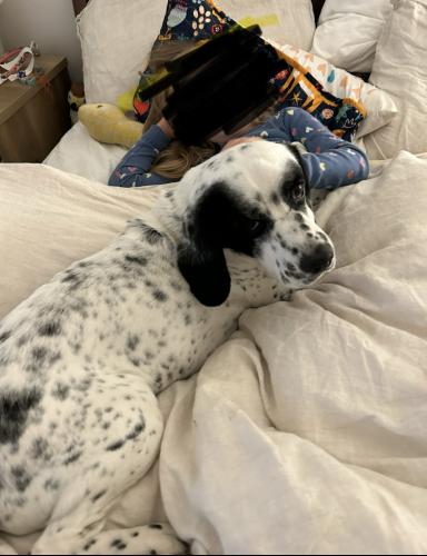 Lost Male Dog last seen Got out of yard across from Yosemite Rec Center and Eagle Rock High School, Los Angeles, CA 90041