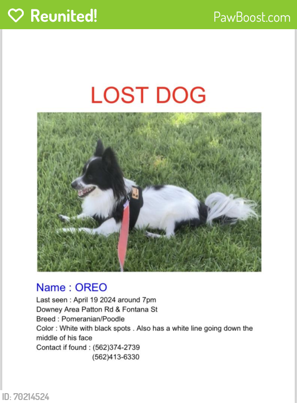 Reunited Male Dog last seen Patton Rd & Fontana St, Downey, CA 90241