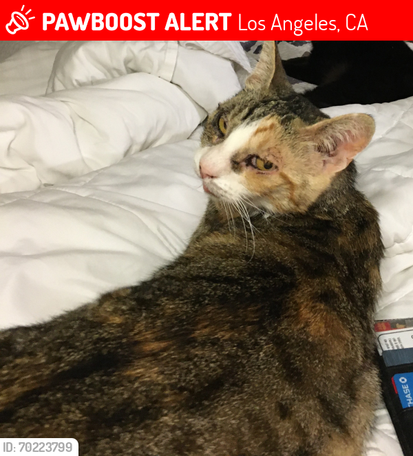 Lost Female Cat last seen Devonshire and Montgomey , Granada Hills. CA, Los Angeles, CA 91344