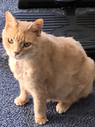Lost Male Cat last seen St paul, South Saint Paul, MN 55075