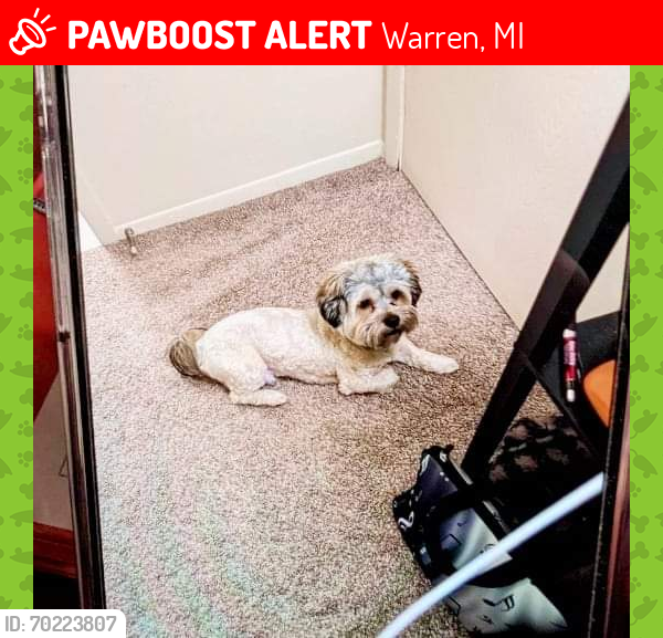 Lost Male Dog last seen 12 mile and 696, Warren, MI 48093