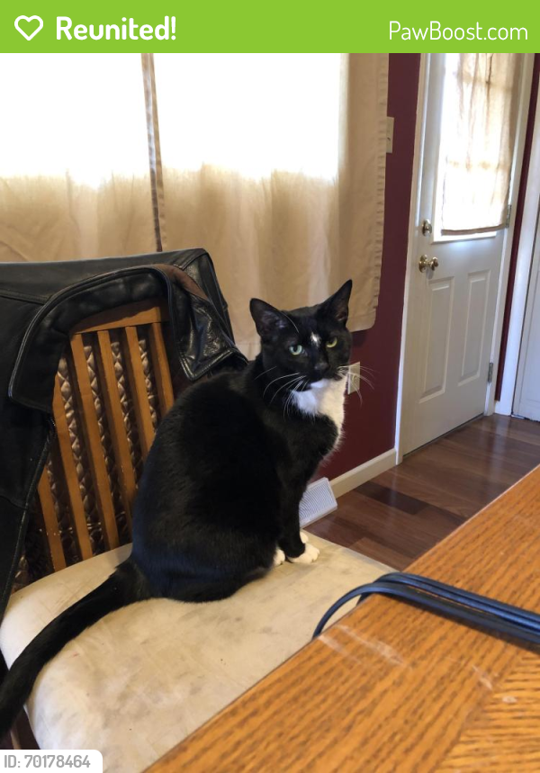 Reunited Male Cat last seen Hampden Ave & E Clearview Dr, Camp Hill, PA, Camp Hill, PA 17011