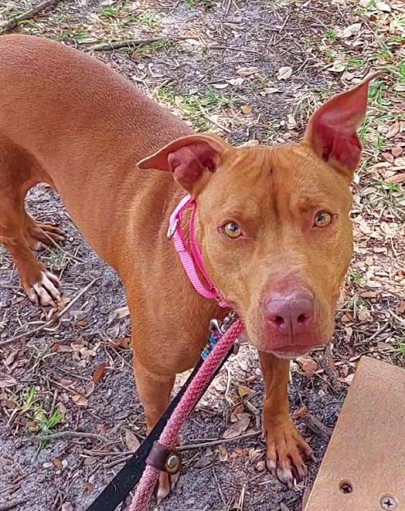 Shelter Stray Female Dog last seen Near BLOCK NW 40 AVE, PLANTATION, FLORIDA, Davie, FL 33312