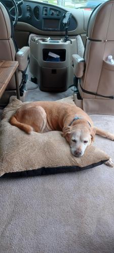 Lost Female Dog last seen SUMMIT BLVD BETWEEN MIL & HAVERHILL, Palm Beach County, FL 33415