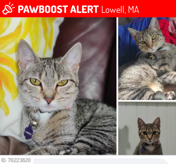 Lost Female Cat last seen Lupine Rd, Lakeview Ave, Fred St, Orleans St, Beaver St,, Lowell, MA 01850