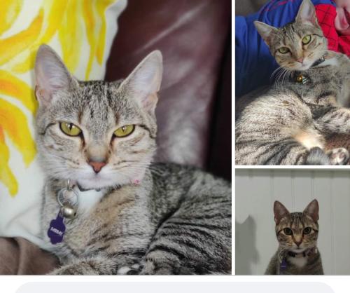 Lost Female Cat last seen Lupine Rd, Lakeview Ave, Fred St, Orleans St, Beaver St,, Lowell, MA 01850