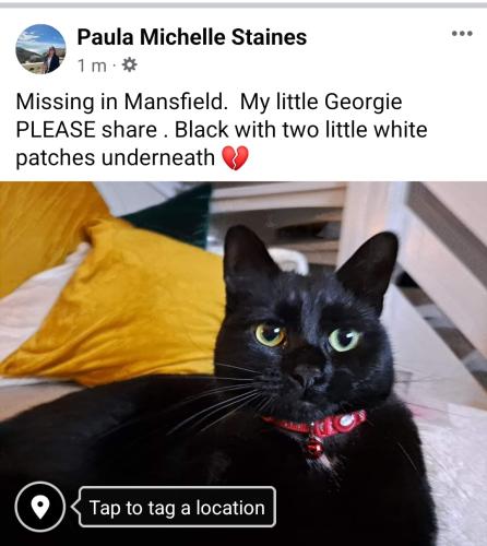 Lost Female Cat last seen Maple close, Forest Town, England NG19 0NB