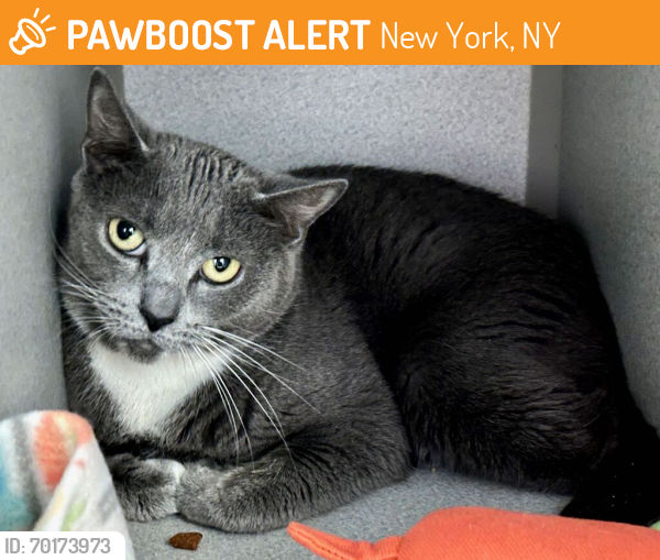 Shelter Stray Female Cat last seen Near Clarence Avenue, BRONX, NY, 10465, New York, NY 10029