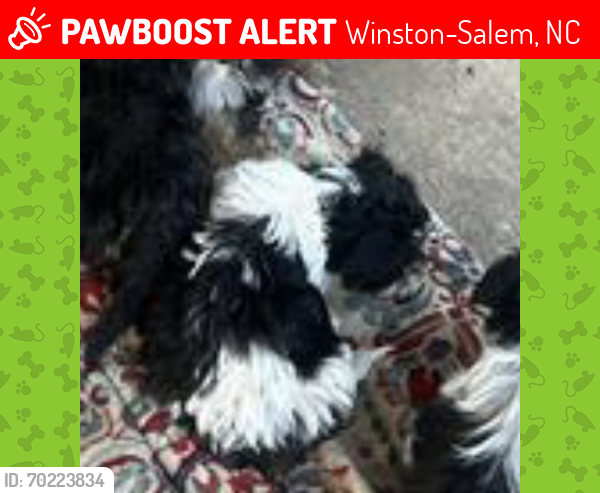 Lost Female Dog last seen Near E 17th St , Winston-Salem, NC 27105