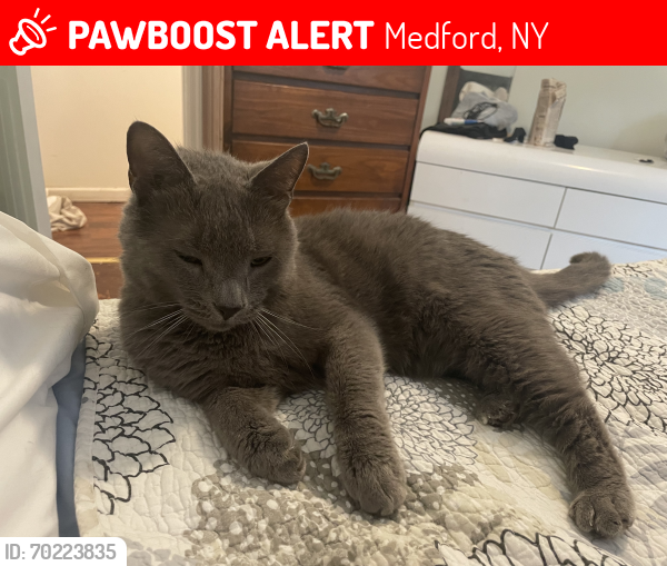 Lost Male Cat last seen Syracuse ave, Medford NY, Medford, NY 11763
