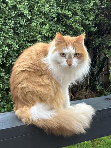 Lost Male Cat last seen Strickland and  MacGregor , Deakin, ACT 2600