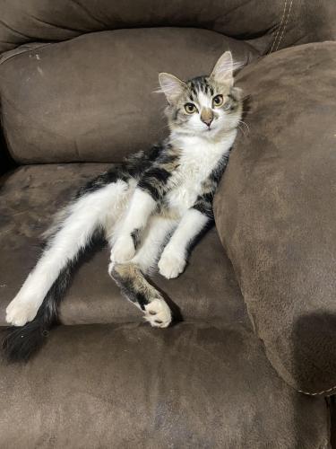 Lost Male Cat last seen 87th and lower buckeye, Tolleson, AZ 85353