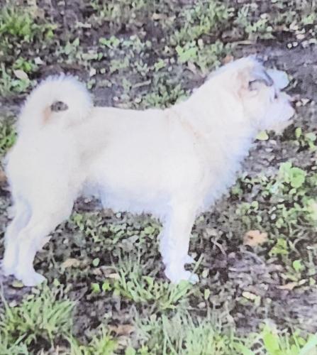 Lost Female Dog last seen 12th Street and 27th Avenue, Vero Beach South, FL 32960