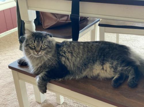 Lost Female Cat last seen Corner of sibley rd and Telegraph in Brownstown, Brownstown Charter Township, MI 48174