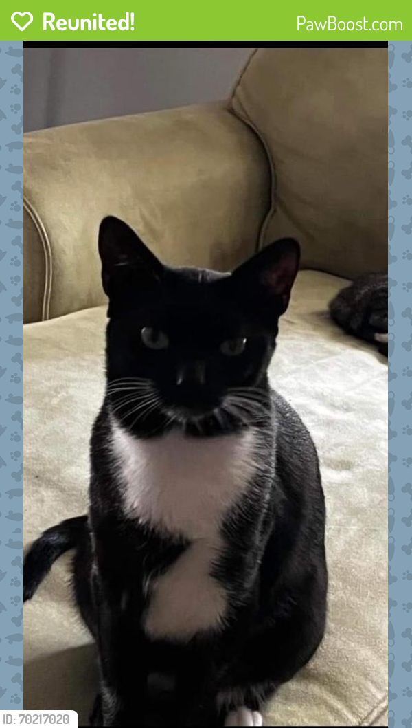 Reunited Male Cat last seen Lee Rd/Coral Dr., Fort Myers, FL 33967