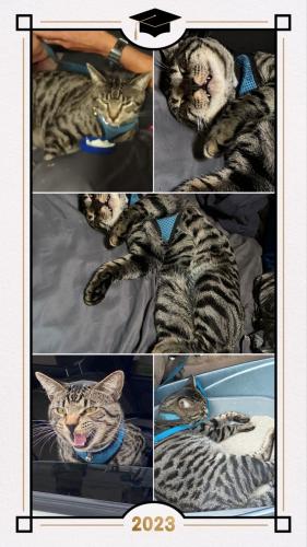 Lost Male Cat last seen East Naples & oleander , Chula Vista, CA 91911