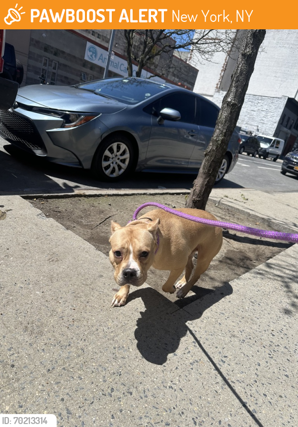 Shelter Stray Female Dog last seen Randall Avenue, BRONX, NY, 10473, New York, NY 10029