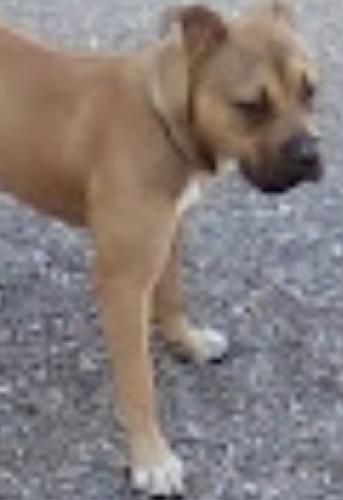 Lost Male Dog last seen Jefferson and 21 ave PHX, Phoenix, AZ 85009